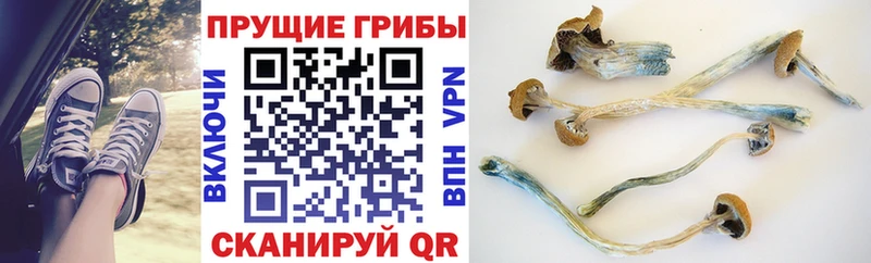 Галлюциногенные грибы Cubensis Андреаполь